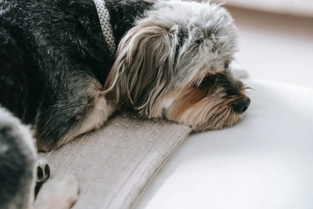 orthopädisches Hundebett