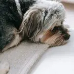 orthopädisches Hundebett